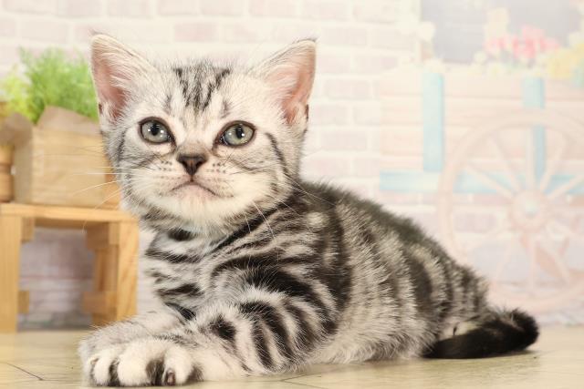 愛知県のアメリカンショートヘアー (Coo&RIKU瀬港線守山店/2026年2月13日生まれ/男の子/シルバータビー)の子猫の3枚目の画像