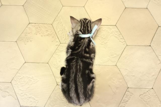 愛知県のアメリカンショートヘアー (Coo&RIKU瀬港線守山店/2026年2月13日生まれ/男の子/シルバータビー)の子猫の4枚目の画像