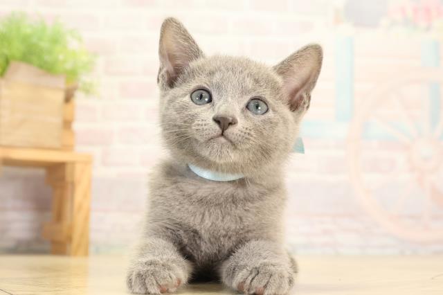 三重県のロシアンブルー (Coo&RIKU津高茶屋店/2026年2月15日生まれ/男の子/ブルー)の子猫の1枚目の画像