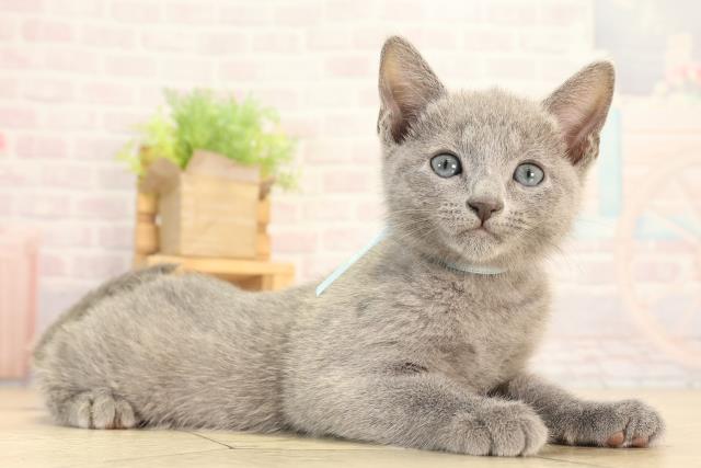 三重県のロシアンブルー (Coo&RIKU津高茶屋店/2026年2月15日生まれ/男の子/ブルー)の子猫の2枚目の画像