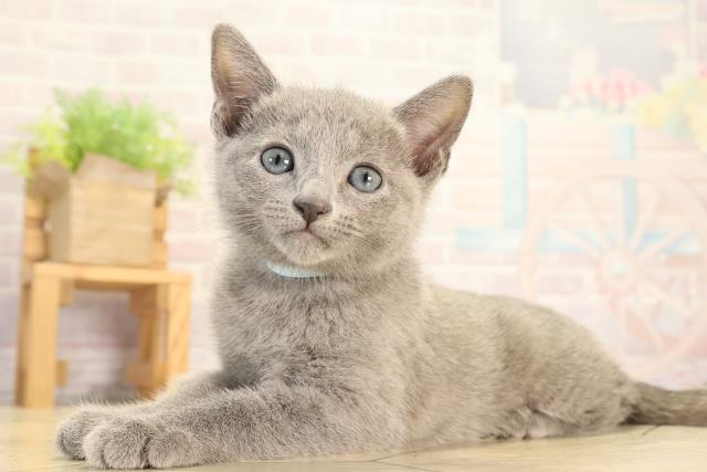 三重県のロシアンブルー (Coo&RIKU津高茶屋店/2026年2月15日生まれ/男の子/ブルー)の子猫の3枚目の画像