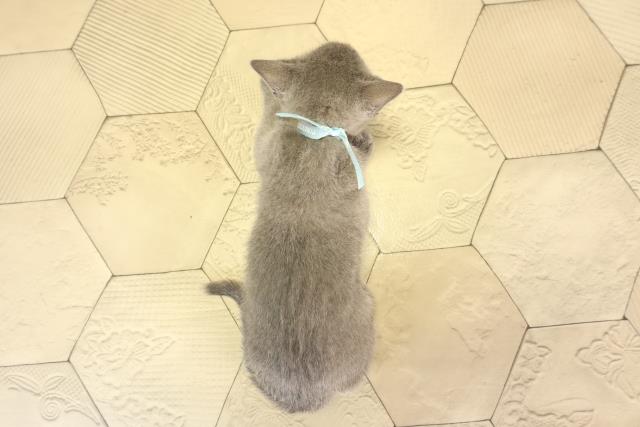 三重県のロシアンブルー (Coo&RIKU津高茶屋店/2026年2月15日生まれ/男の子/ブルー)の子猫の4枚目の画像