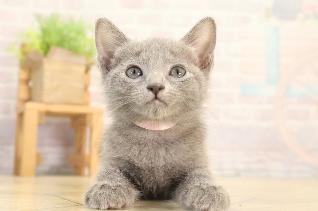 愛知県のロシアンブルー (Coo&RIKU東海店/2026年2月15日生まれ/女の子/ブルー)の子猫の1枚目の画像
