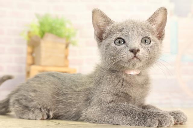 愛知県のロシアンブルー (Coo&RIKU東海店/2026年2月15日生まれ/女の子/ブルー)の子猫の2枚目の画像