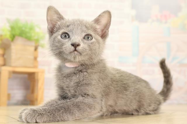 愛知県のロシアンブルー (Coo&RIKU東海店/2026年2月15日生まれ/女の子/ブルー)の子猫の3枚目の画像