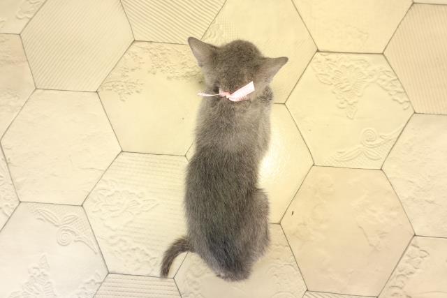 愛知県のロシアンブルー (Coo&RIKU東海店/2026年2月15日生まれ/女の子/ブルー)の子猫の4枚目の画像