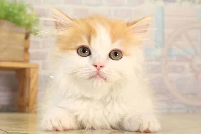 愛知県のマンチカン (Coo&RIKU瀬港線守山店/2026年2月5日生まれ/男の子/レッドタビーホワイト)の子猫の1枚目の画像