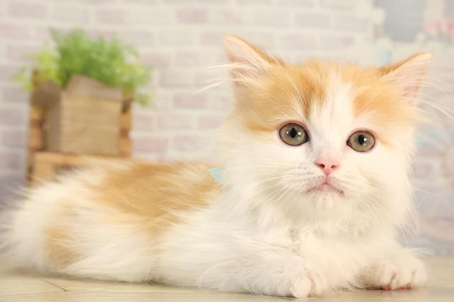 愛知県のマンチカン (Coo&RIKU瀬港線守山店/2026年2月5日生まれ/男の子/レッドタビーホワイト)の子猫の2枚目の画像