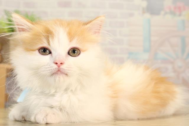 愛知県のマンチカン (Coo&RIKU瀬港線守山店/2026年2月5日生まれ/男の子/レッドタビーホワイト)の子猫の3枚目の画像