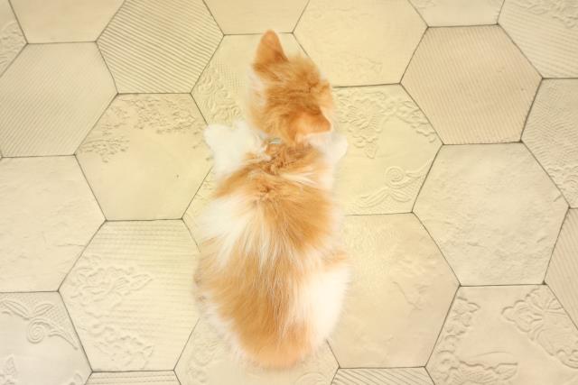 愛知県のマンチカン (Coo&RIKU瀬港線守山店/2026年2月5日生まれ/男の子/レッドタビーホワイト)の子猫の4枚目の画像