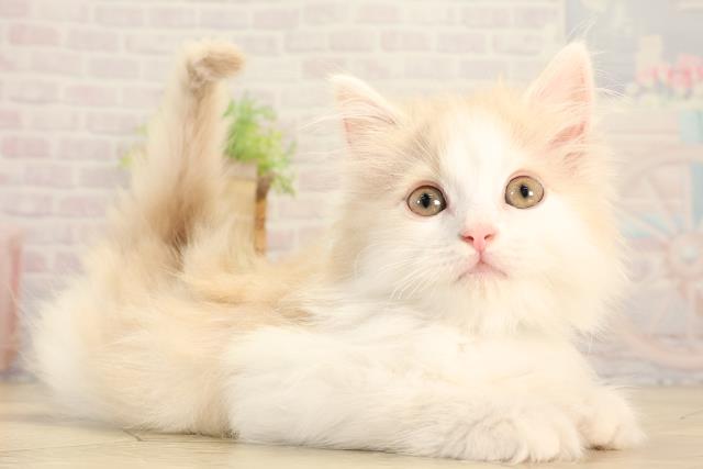 愛知県のマンチカン (Coo&RIKU豊田店/2026年2月5日生まれ/男の子/クリームタビーホワイト)の子猫の2枚目の画像