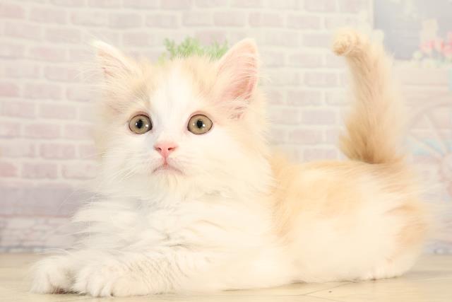 愛知県のマンチカン (Coo&RIKU豊田店/2026年2月5日生まれ/男の子/クリームタビーホワイト)の子猫の3枚目の画像