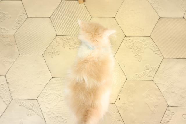 愛知県のマンチカン (Coo&RIKU豊田店/2026年2月5日生まれ/男の子/クリームタビーホワイト)の子猫の4枚目の画像