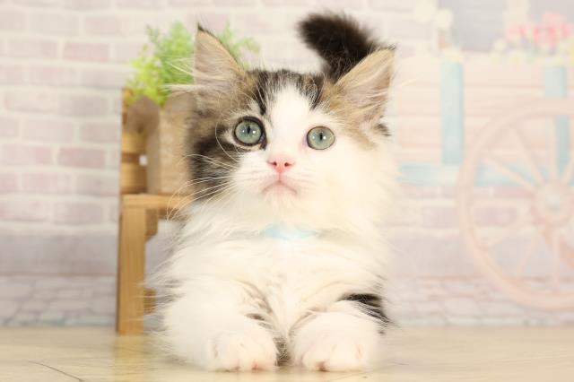 愛知県のマンチカン (Coo&RIKU半田店/2026年1月23日生まれ/男の子/ブラウンタビーホワイト)の子猫の1枚目の画像