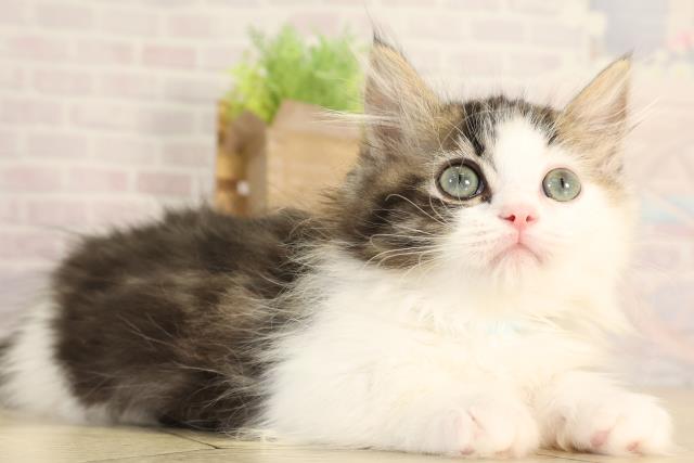 愛知県のマンチカン (Coo&RIKU半田店/2026年1月23日生まれ/男の子/ブラウンタビーホワイト)の子猫の2枚目の画像