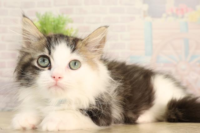 愛知県のマンチカン (Coo&RIKU半田店/2026年1月23日生まれ/男の子/ブラウンタビーホワイト)の子猫の3枚目の画像