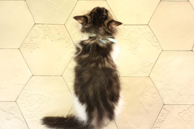 愛知県のマンチカン (Coo&RIKU半田店/2026年1月23日生まれ/男の子/ブラウンタビーホワイト)の子猫の4枚目の画像