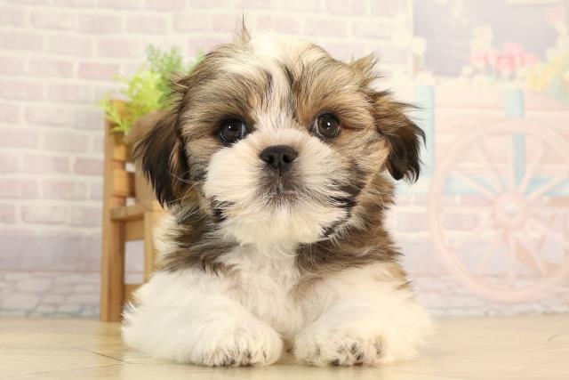 愛知県のマルズー/マルシーズ(マルチーズ×シーズー) (Coo&RIKU瀬港線守山店/2026年2月15日生まれ/男の子/ゴールドホワイト)の子犬の1枚目の画像