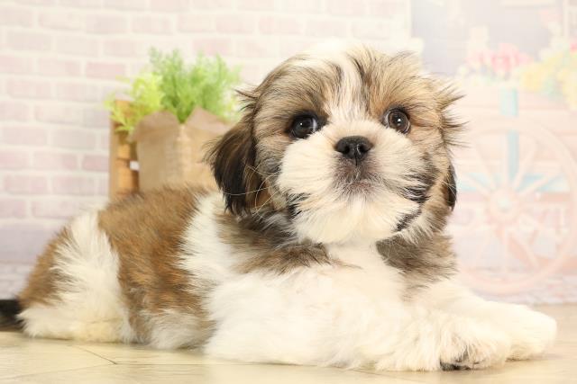 愛知県のマルズー/マルシーズ(マルチーズ×シーズー) (Coo&RIKU瀬港線守山店/2026年2月15日生まれ/男の子/ゴールドホワイト)の子犬の2枚目の画像