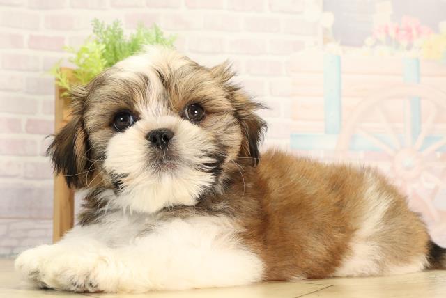 愛知県のマルズー/マルシーズ(マルチーズ×シーズー) (Coo&RIKU瀬港線守山店/2026年2月15日生まれ/男の子/ゴールドホワイト)の子犬の3枚目の画像