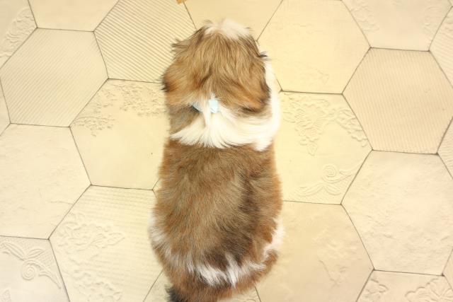 愛知県のマルズー/マルシーズ(マルチーズ×シーズー) (Coo&RIKU瀬港線守山店/2026年2月15日生まれ/男の子/ゴールドホワイト)の子犬の4枚目の画像