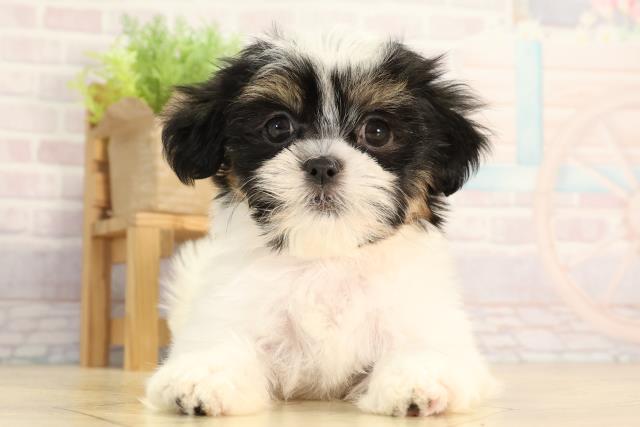 愛知県のマルズー/マルシーズ(マルチーズ×シーズー) (Coo&RIKU名古屋中川店/2026年2月15日生まれ/女の子/ブラックタンホワイト)の子犬の1枚目の画像