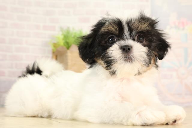 愛知県のマルズー/マルシーズ(マルチーズ×シーズー) (Coo&RIKU名古屋中川店/2026年2月15日生まれ/女の子/ブラックタンホワイト)の子犬の2枚目の画像
