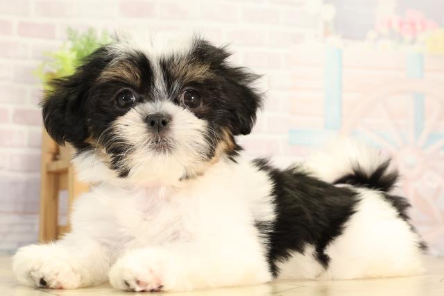 愛知県のマルズー/マルシーズ(マルチーズ×シーズー) (Coo&RIKU名古屋中川店/2026年2月15日生まれ/女の子/ブラックタンホワイト)の子犬の3枚目の画像