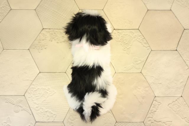 愛知県のマルズー/マルシーズ(マルチーズ×シーズー) (Coo&RIKU名古屋中川店/2026年2月15日生まれ/女の子/ブラックタンホワイト)の子犬の4枚目の画像