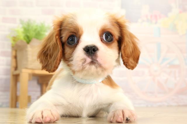 愛知県のキャバリアキングチャールズスパニエル (Coo&RIKU岡崎店/2026年2月14日生まれ/男の子/ブレンハイム)の子犬の1枚目の画像