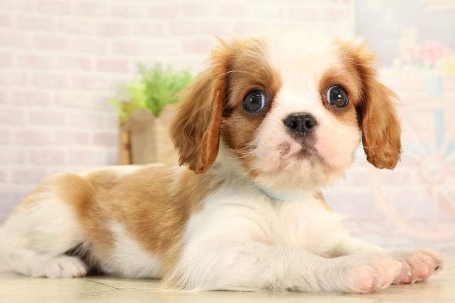 愛知県のキャバリアキングチャールズスパニエル (Coo&RIKU岡崎店/2026年2月14日生まれ/男の子/ブレンハイム)の子犬の2枚目の画像