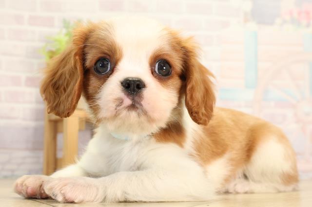 愛知県のキャバリアキングチャールズスパニエル (Coo&RIKU岡崎店/2026年2月14日生まれ/男の子/ブレンハイム)の子犬の3枚目の画像