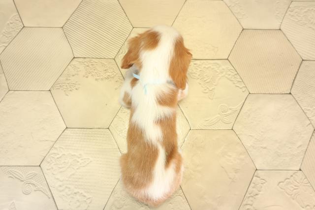 愛知県のキャバリアキングチャールズスパニエル (Coo&RIKU岡崎店/2026年2月14日生まれ/男の子/ブレンハイム)の子犬の4枚目の画像