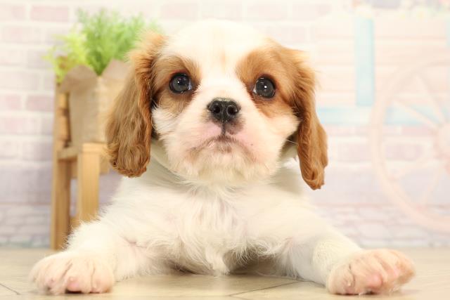 愛知県のキャバリアキングチャールズスパニエル (Coo&RIKU名古屋中川店/2026年2月14日生まれ/男の子/ブレンハイム)の子犬の1枚目の画像