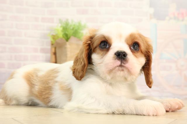 愛知県のキャバリアキングチャールズスパニエル (Coo&RIKU名古屋中川店/2026年2月14日生まれ/男の子/ブレンハイム)の子犬の2枚目の画像