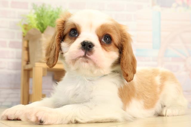 愛知県のキャバリアキングチャールズスパニエル (Coo&RIKU名古屋中川店/2026年2月14日生まれ/男の子/ブレンハイム)の子犬の3枚目の画像