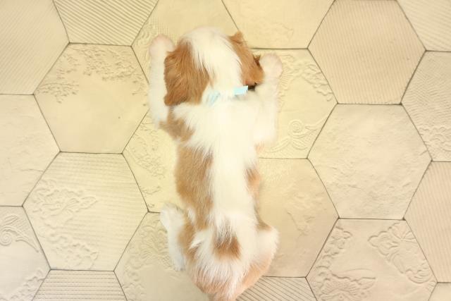 愛知県のキャバリアキングチャールズスパニエル (Coo&RIKU名古屋中川店/2026年2月14日生まれ/男の子/ブレンハイム)の子犬の4枚目の画像