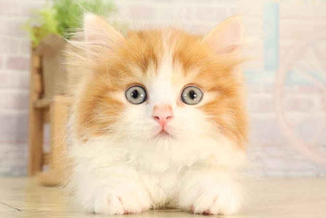 愛知県のマンチカン (Coo&RIKU東海店/2026年2月11日生まれ/男の子/レッドタビーホワイト)の子猫