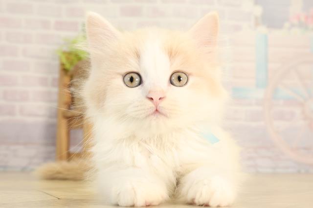 三重県のマンチカン (Coo&RIKU四日市店/2026年2月11日生まれ/男の子/クリームタビーホワイト)の子猫の1枚目の画像