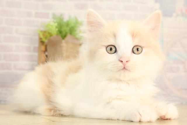 三重県のマンチカン (Coo&RIKU四日市店/2026年2月11日生まれ/男の子/クリームタビーホワイト)の子猫の2枚目の画像