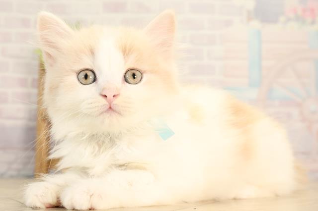 三重県のマンチカン (Coo&RIKU四日市店/2026年2月11日生まれ/男の子/クリームタビーホワイト)の子猫の3枚目の画像