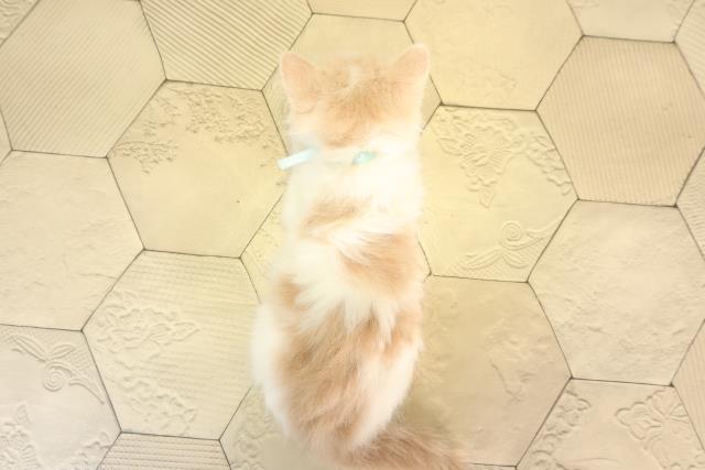 三重県のマンチカン (Coo&RIKU四日市店/2026年2月11日生まれ/男の子/クリームタビーホワイト)の子猫の4枚目の画像