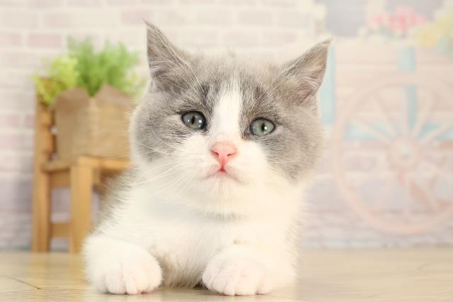 愛知県のブリティッシュショートヘアー (Coo&RIKU名古屋滝ノ水店/2026年2月11日生まれ/男の子/ブルーホワイト)の子猫の1枚目の画像