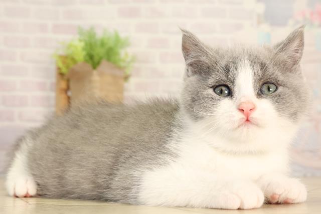 愛知県のブリティッシュショートヘアー (Coo&RIKU名古屋滝ノ水店/2026年2月11日生まれ/男の子/ブルーホワイト)の子猫の2枚目の画像