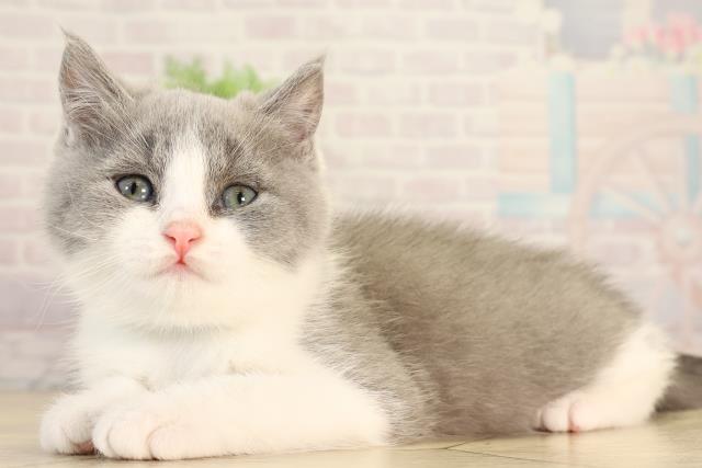愛知県のブリティッシュショートヘアー (Coo&RIKU名古屋滝ノ水店/2026年2月11日生まれ/男の子/ブルーホワイト)の子猫の3枚目の画像