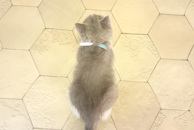 愛知県のブリティッシュショートヘアー (Coo&RIKU名古屋滝ノ水店/2026年2月11日生まれ/男の子/ブルーホワイト)の子猫の4枚目の画像