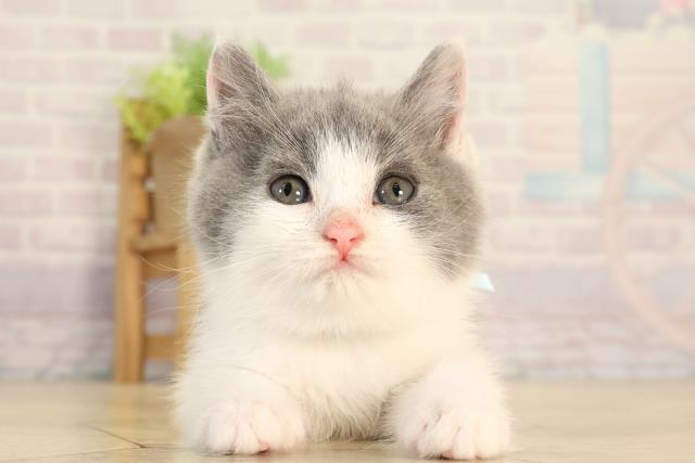 愛知県のブリティッシュショートヘアー (Coo&RIKU豊田店/2026年2月11日生まれ/男の子/ブルーホワイト)の子猫の1枚目の画像