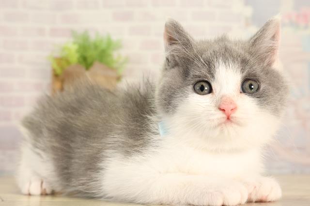 愛知県のブリティッシュショートヘアー (Coo&RIKU豊田店/2026年2月11日生まれ/男の子/ブルーホワイト)の子猫の2枚目の画像