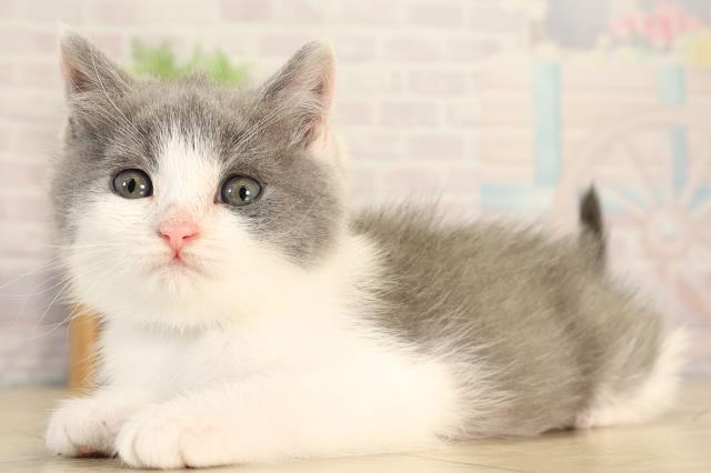 愛知県のブリティッシュショートヘアー (Coo&RIKU豊田店/2026年2月11日生まれ/男の子/ブルーホワイト)の子猫の3枚目の画像