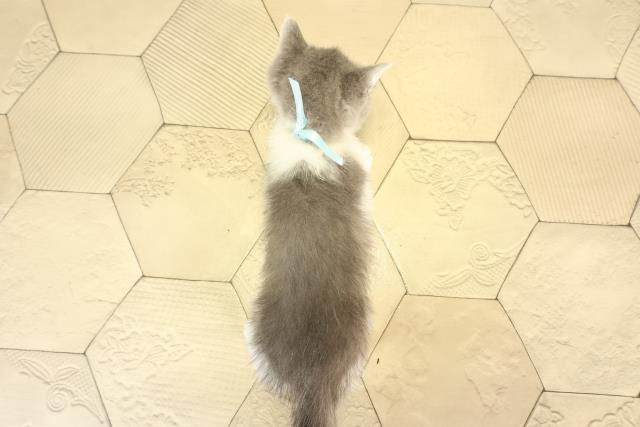 愛知県のブリティッシュショートヘアー (Coo&RIKU豊田店/2026年2月11日生まれ/男の子/ブルーホワイト)の子猫の4枚目の画像